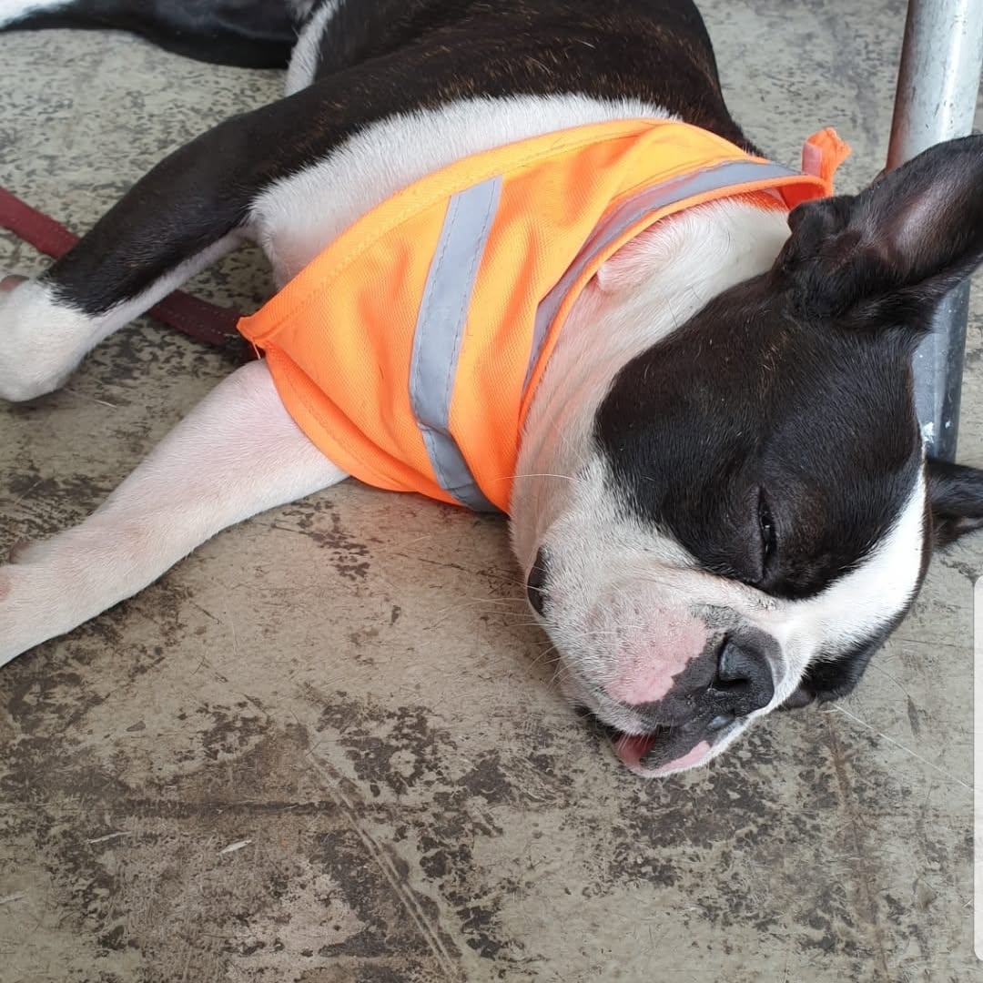 The workshop dog asleep in a hi-vis vest